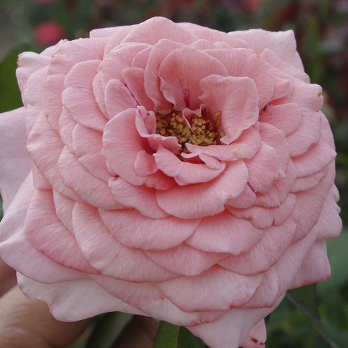 Shop - Rosa Marcsika - rosa - teehybriden-edelrosen - stark duftend - Márk Gergely - Ihre blassrosa Blüten mit feinen Tönen sind gefüllt und rundlich.